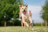 So fördern Sie eine klare Kommunikation mit Ihrem Hund
